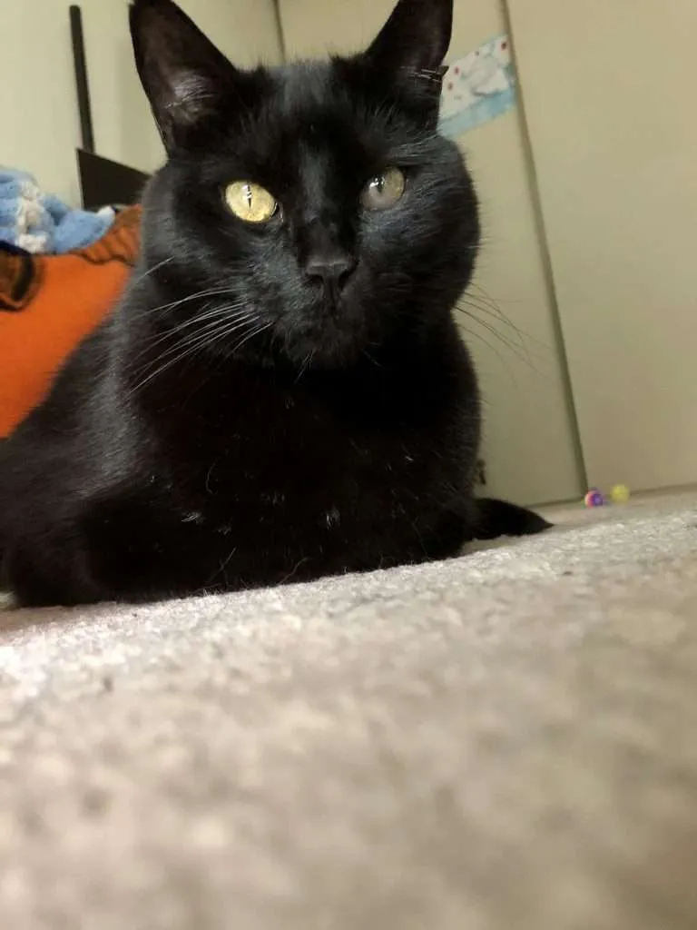 Dexter and his left eye with the beginning of Glaucoma. Dexter is laying on beige colored carpet with beige closet, orange and blue blankets and two cat toys on floor in background. 