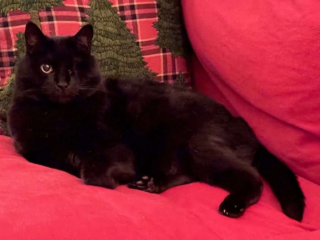 Dex lounging on the couch. Dexter is a black cat with one yellow eye looking at camera laying on a red couch with a red, black and yellow plaid print with stitched evergreen trees on top of pattern.
