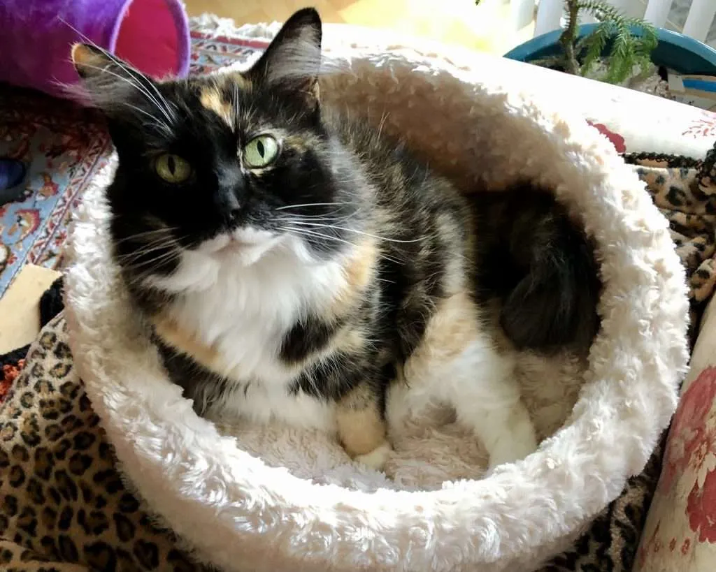My beautiful Fia girl - Orange, black and white Calico cat looking at camera with pretty green yellow eyes laying in cat round cup bed sitting on chair with cheetah print blanket underneath. Purple cat tunnel and Persian rug in background to the left and plant in pot to the right.