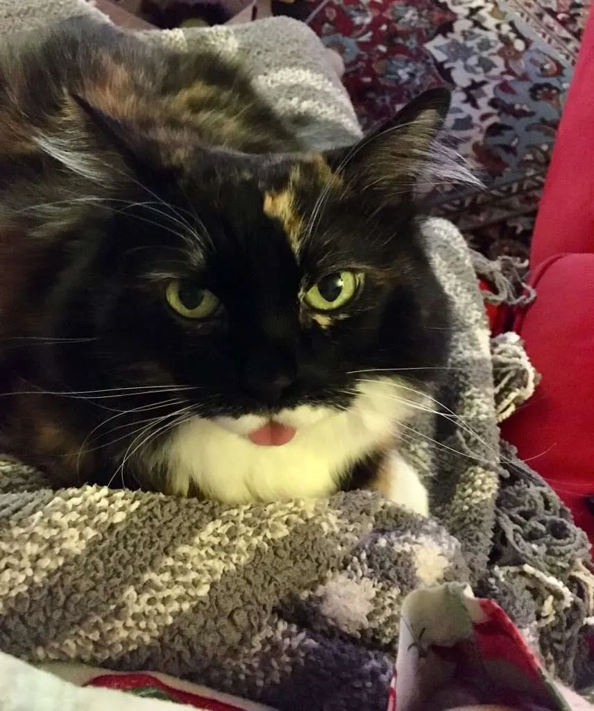 Fia looking so cute with that little tongue sticking out - Female black, orange and white calico cat with yellow green eyes sticking tongue out looking up at camera while laying on gray and white plaid blanket on red couch. Red, blue, green, white and yellow floral print Persian rug in background.