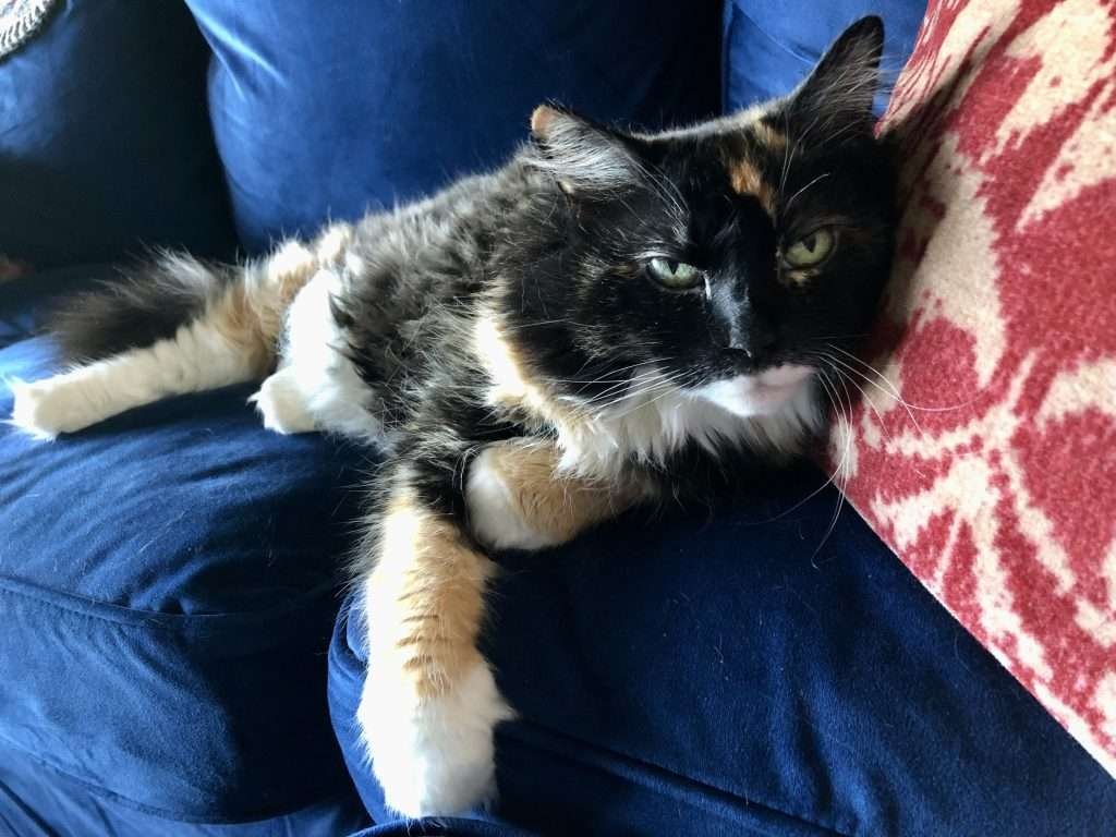 Fia the female Calico cat laying on blue velvet couch against tan and red patterned pillow.