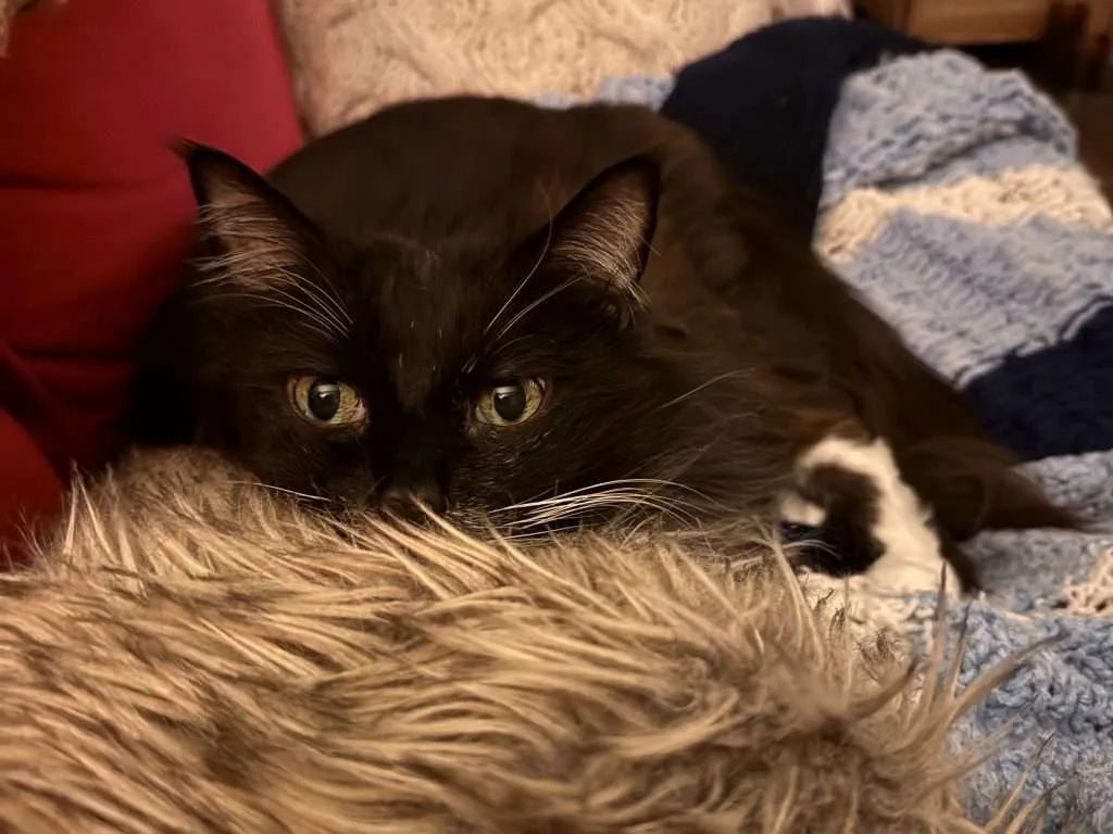 Human cat toy - Matisse, a black and white tuxedo cat with green eyes gearing up to attack me while to play late at night. Matisse is laying on a red couch with a sky blue, navy blue and white knit blanket in pounce mode with a furry pillow in front of him. White cable knit pillow in background. Human cat toy - Matisse, a black and white tuxedo cat with green eyes gearing up to attack me while to play late at night. Matisse is laying on a red couch with a sky blue, navy blue and white knit blanket in pounce mode with a furry pillow in front of him. White cable knit pillow in background.