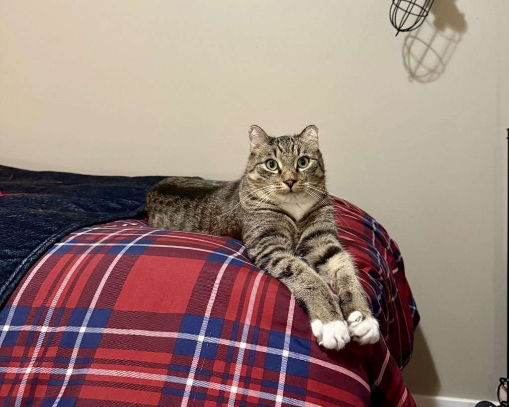 Little Isaac Laying on bed looking cute! Brown tabby cat laying on edge of red, blue & white plaid bed with arms stretched in front while looking at camera. Retro lamp in background along with black blanket on the bed next to cat and tan colored wall behind.