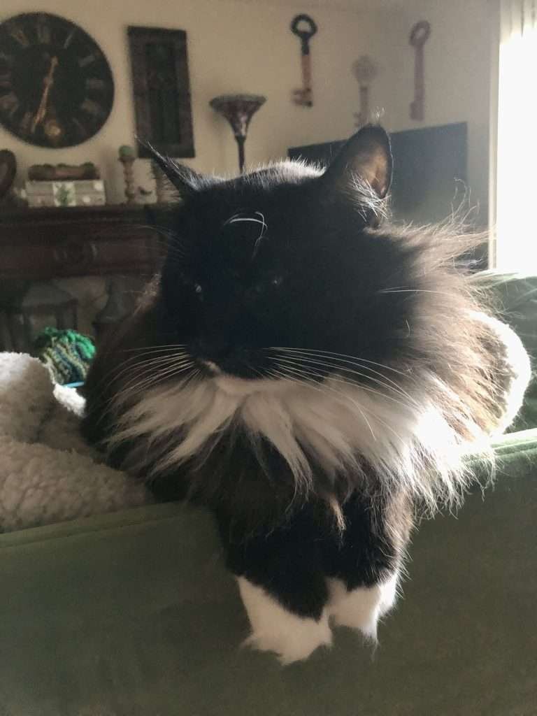 Matisse, a black and white long haired tuxedo cat with green eyes and looking to the left side hanging over edge of apple green velvet couch and his white cat bed on top. Blurred background with black clock, wood fireplace, tv and decor hanging on walls.