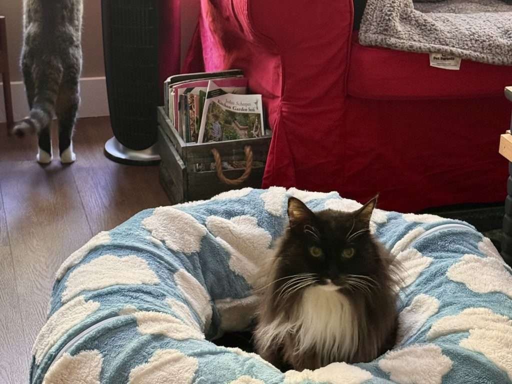 Matisse, a black and white long haired tuxedo cat with green eyes sitting in center of his sky fuzzy blue with white clouds circular tunnel toy on dark wooden floor while looking forward with Isaac, a white and brown tabby standing to look out window. Red couch with gray cat blanket on it in background with black and silver air purifier and magazine rack next to couch.