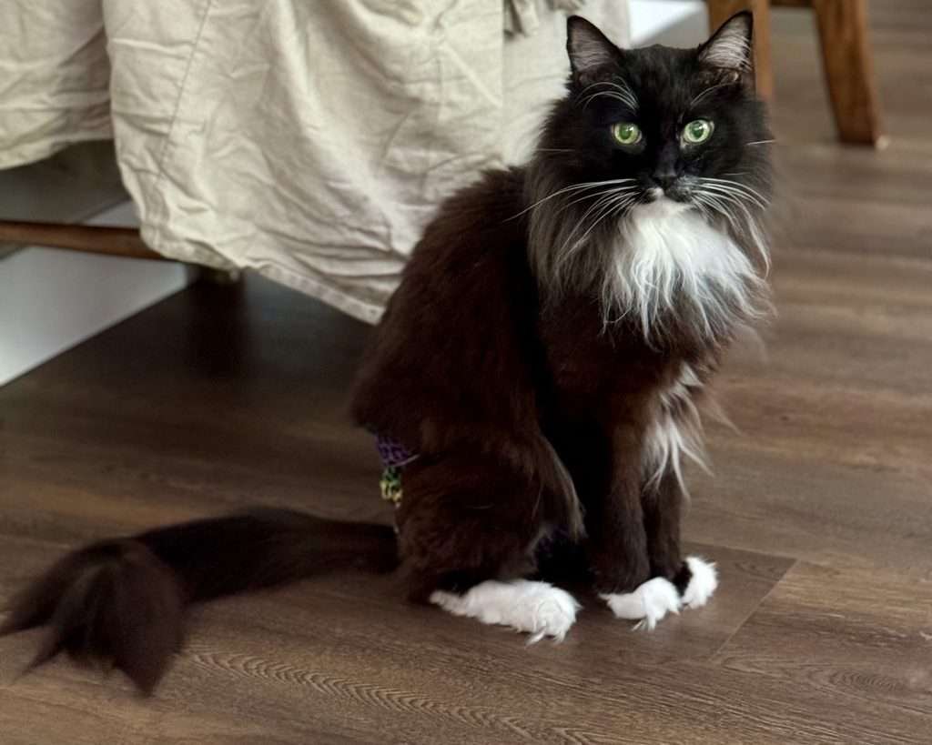 Matisse in remission and looking spry. Matisse is a black and white tuxedo long haired cat with green eyes sitting on a dark wood floor next to chairs while looing at the camera.