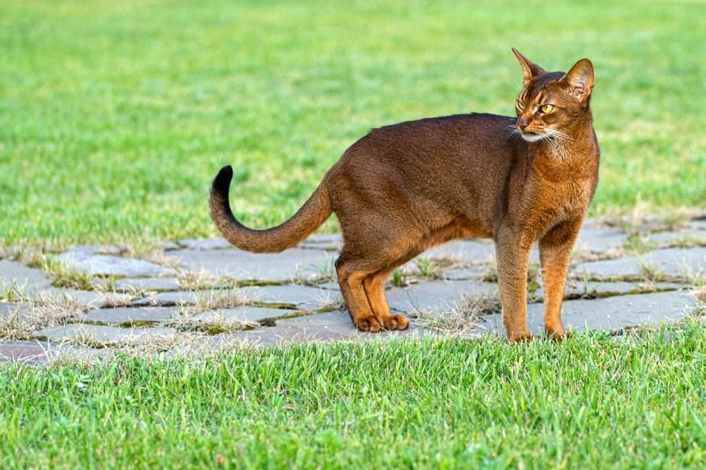 An Abyssinian cat standing in yard with grass and stepping stone walk pathway.