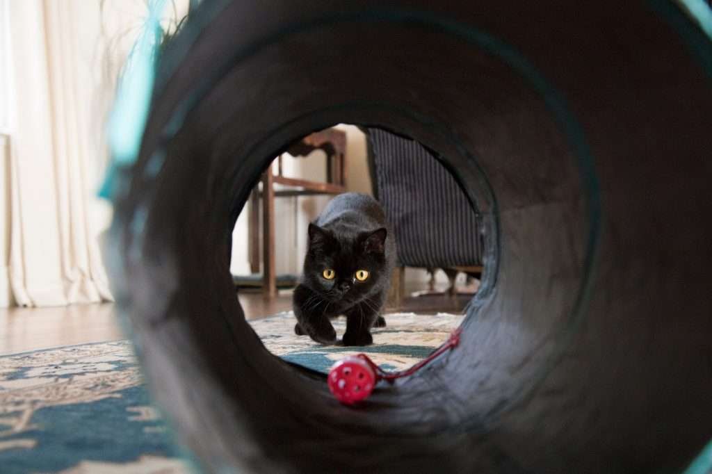Black cat with yellow eyes peering through a black circular tunnel toy with pink ball toy inside. Ivory curtains and blue and white patterned rug underneath cat as tunnel. 