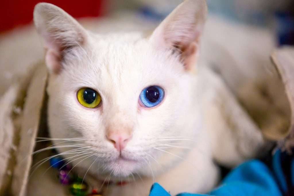 White cat with yellow right eye color and blue left eye color looking at camera with blurred background.