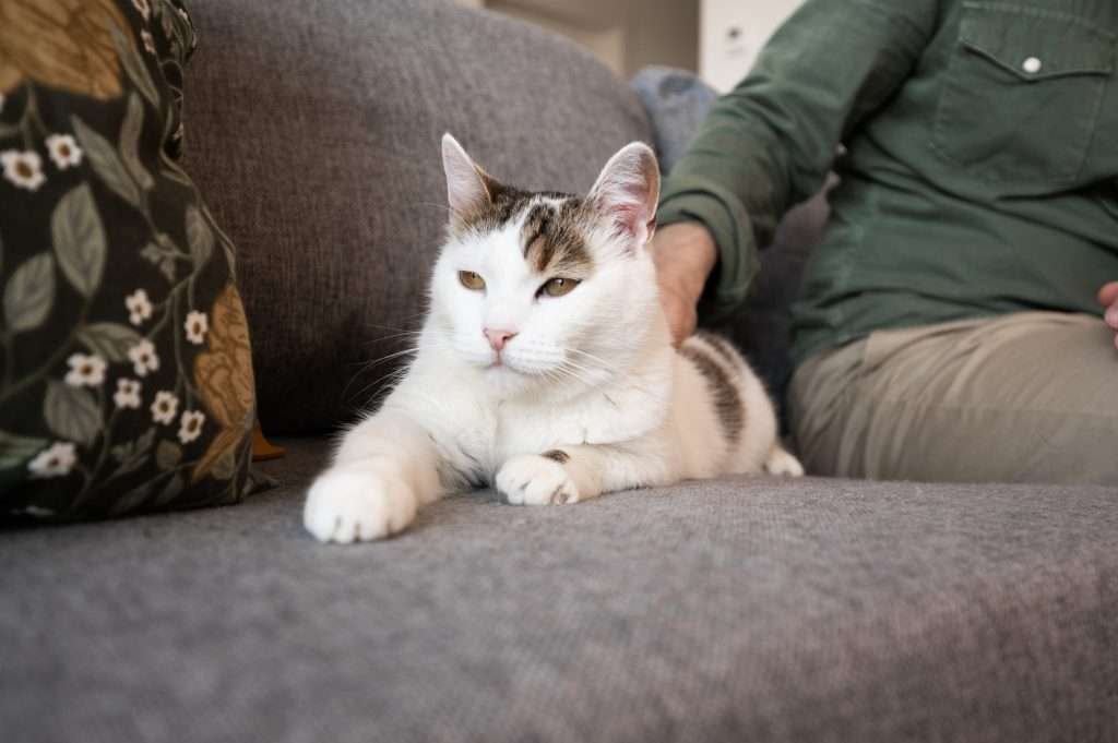 Closeup of white and patches of brown tabby cat laying next to owner on the brown couch and black, white, yellow and green floral print pillow to the left. Person wearing a green shirt and khaki pants while petting cat.