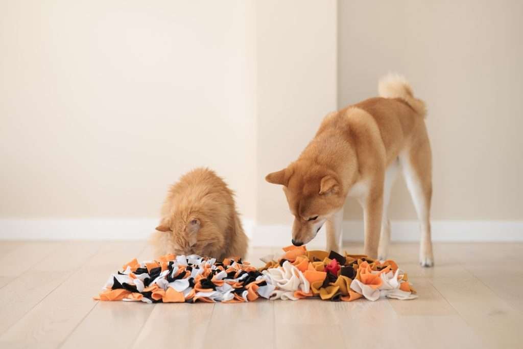 Orange medium haired cat next to orangish tan and white colored dog on light colored wood floor and they're both looking through orange, black and white foraging mats to find treats. Beige colored wall in background.