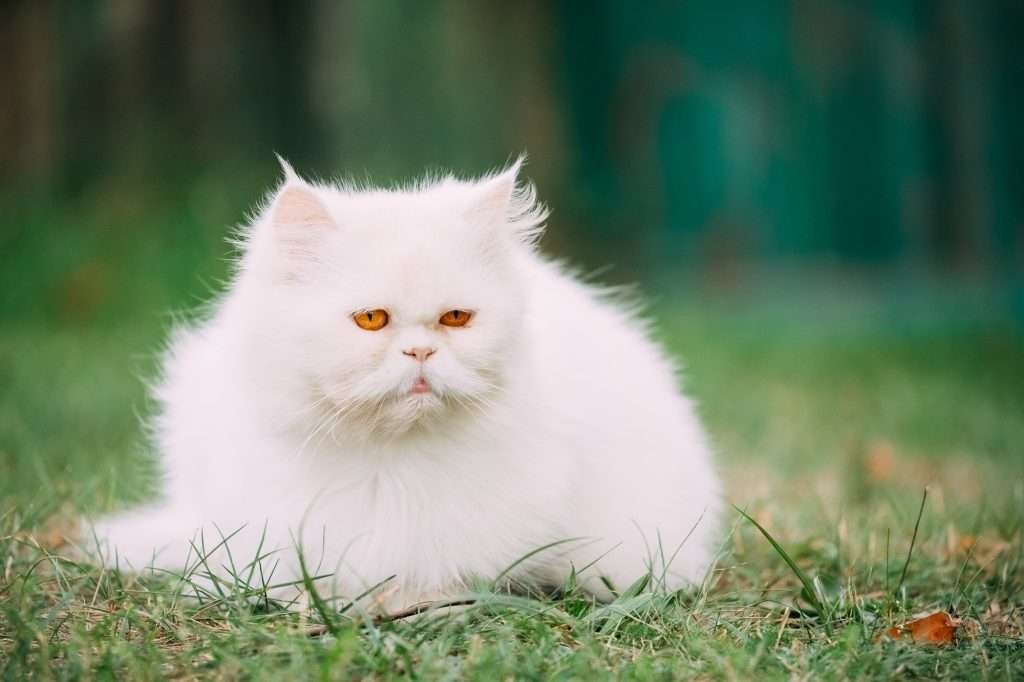 White cats - White long haired Persian cat with orange eyes lying in the grass outside.