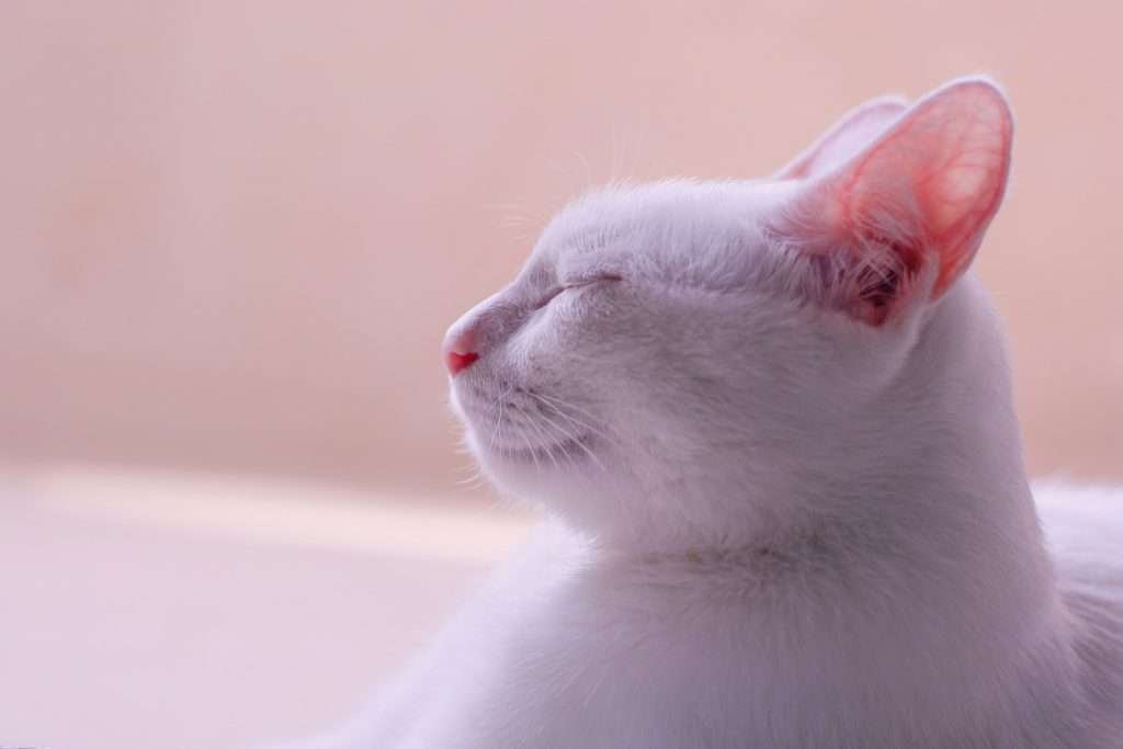 Side profile of white cat with eyes closed and ears slightly pinned back listening with a blurred background.