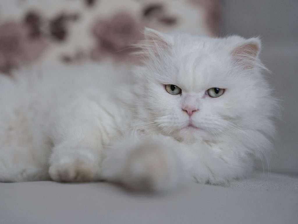 White Persian cat with light crystal blue colored eyes looking at camera and blurred background.