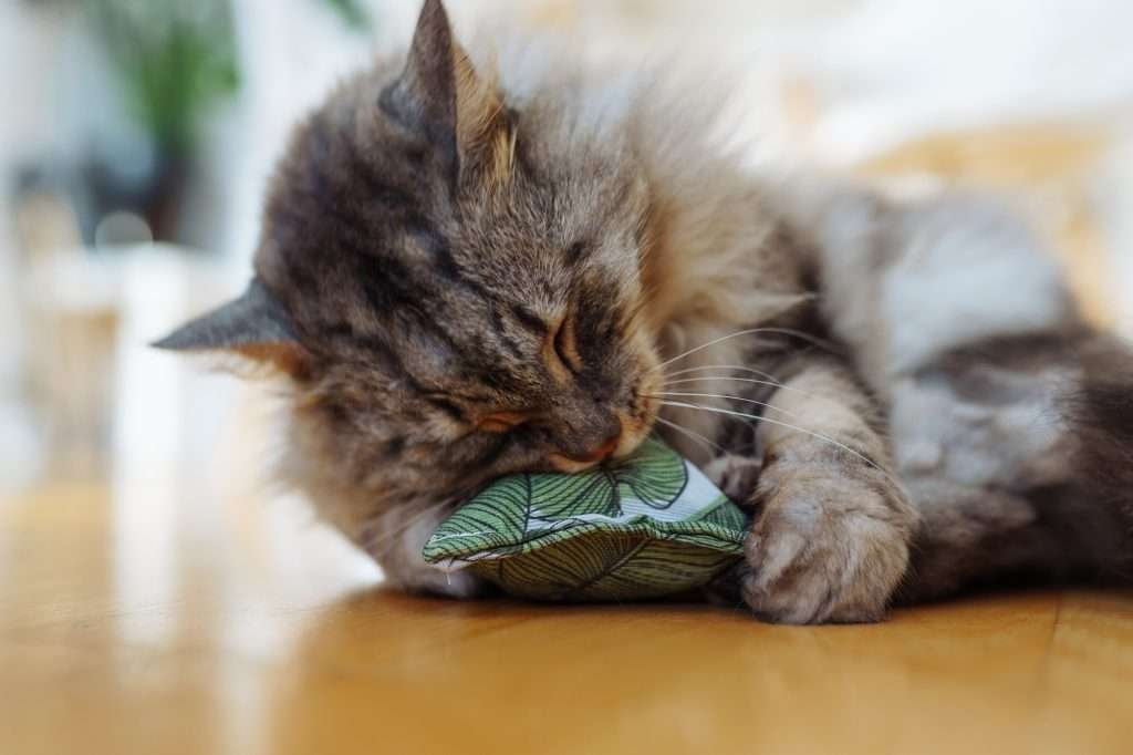 Brown tabby cat laying on light colored wood floor and holding, biting, and playing with toy filled with catnip with blurred background.