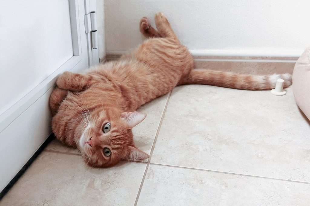 Orange and white tabby cat with green eyes laying on beige floor up against white door and white wall looking at camera.