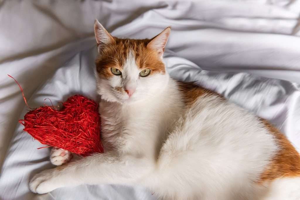 Soul Cat - Orange and white cat with yellow/green colored eyes lies on a white bed, hugging a red heart and looking at camera. Soul Cat - Orange and white cat with yellow/green colored eyes lies on a white bed, hugging a red heart and looking at camera.