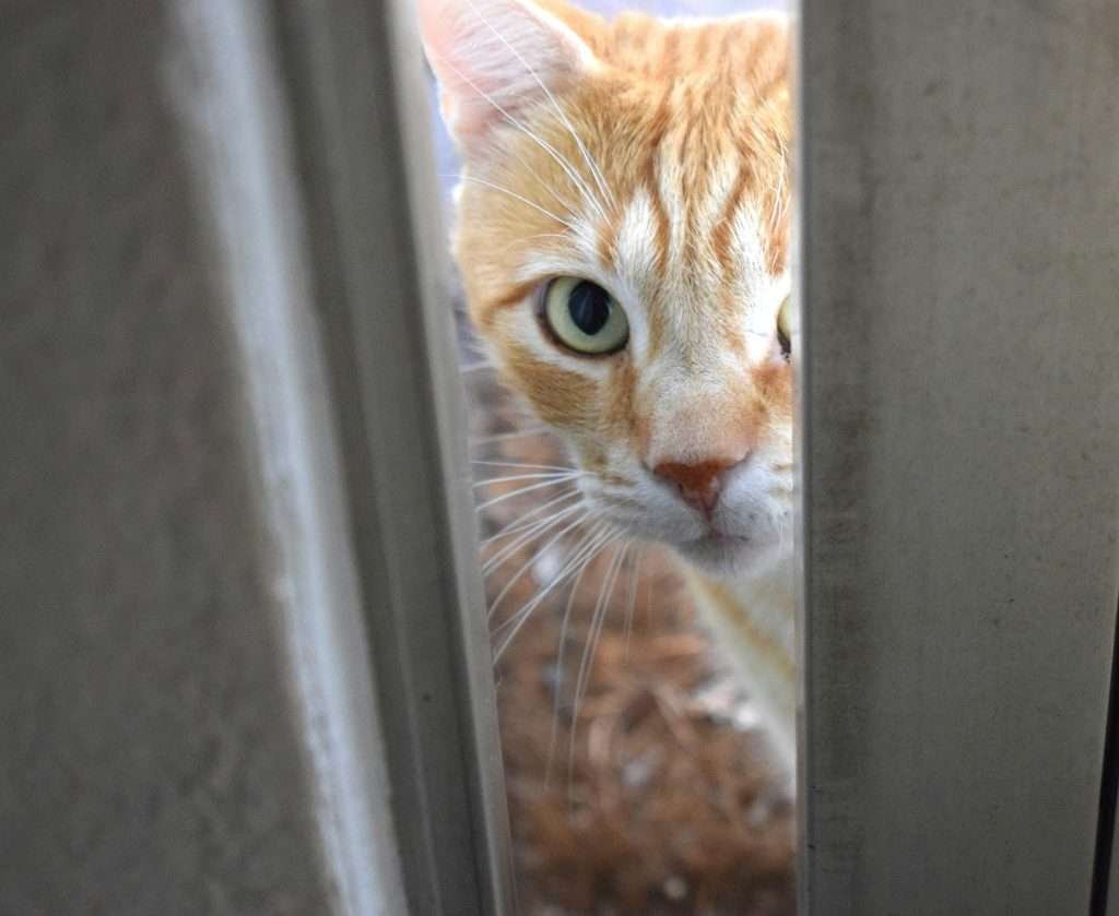 Cats and closed doors. Orange and white tabby cat peaking in through the door cracked open. 