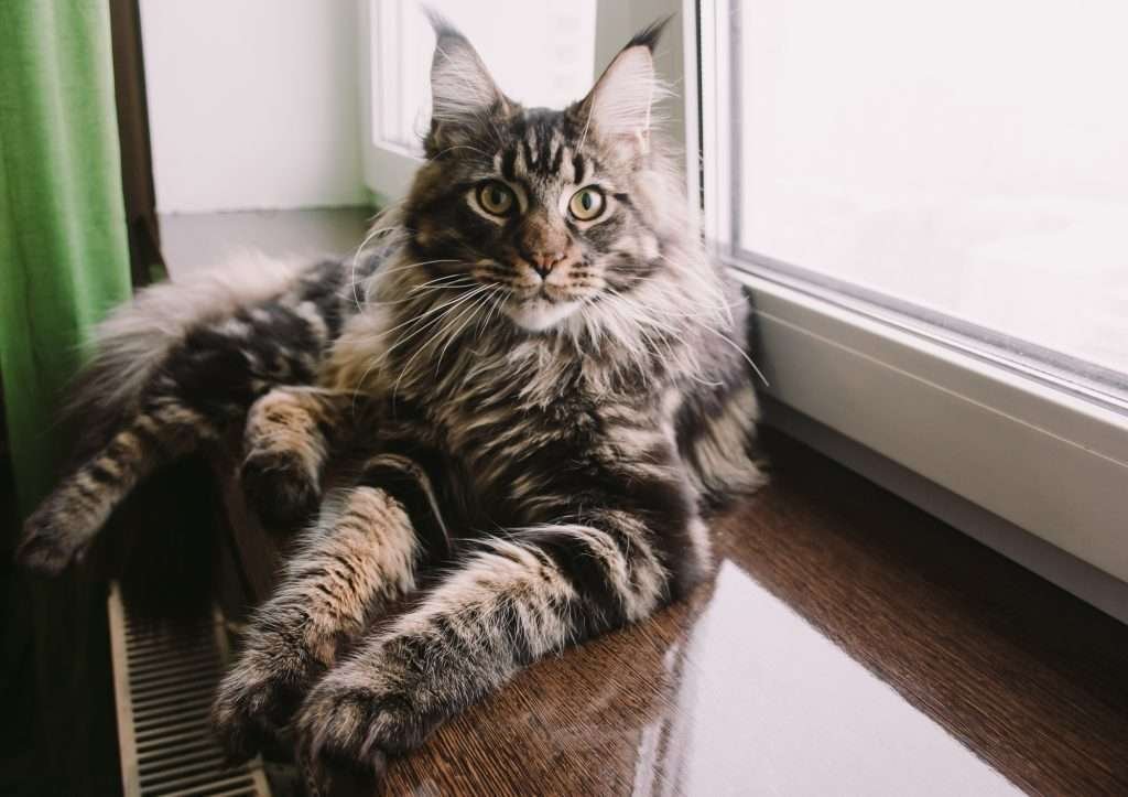 Cat breeds - Brown, black and white colored Maine coon cat with yellow eyes laying against window on a dark wood window sill and granny apply green curtain to the left side looking at the camera.