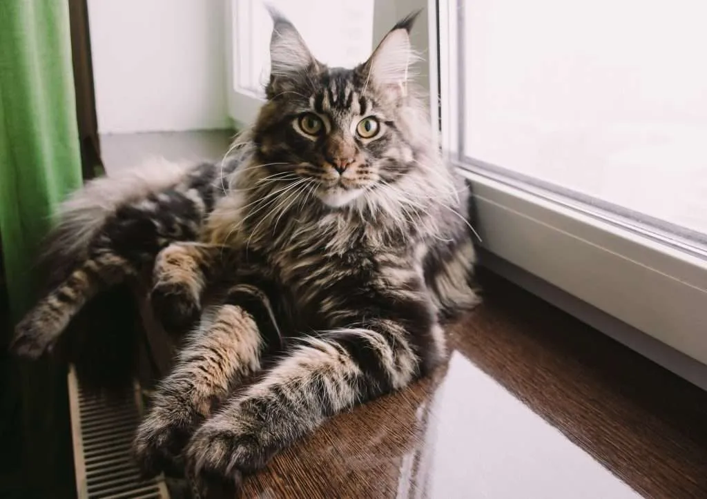 Cat breeds - Brown, black and white colored Maine coon cat with yellow eyes laying against window on a dark wood window sill and granny apply green curtain to the left side looking at the camera.