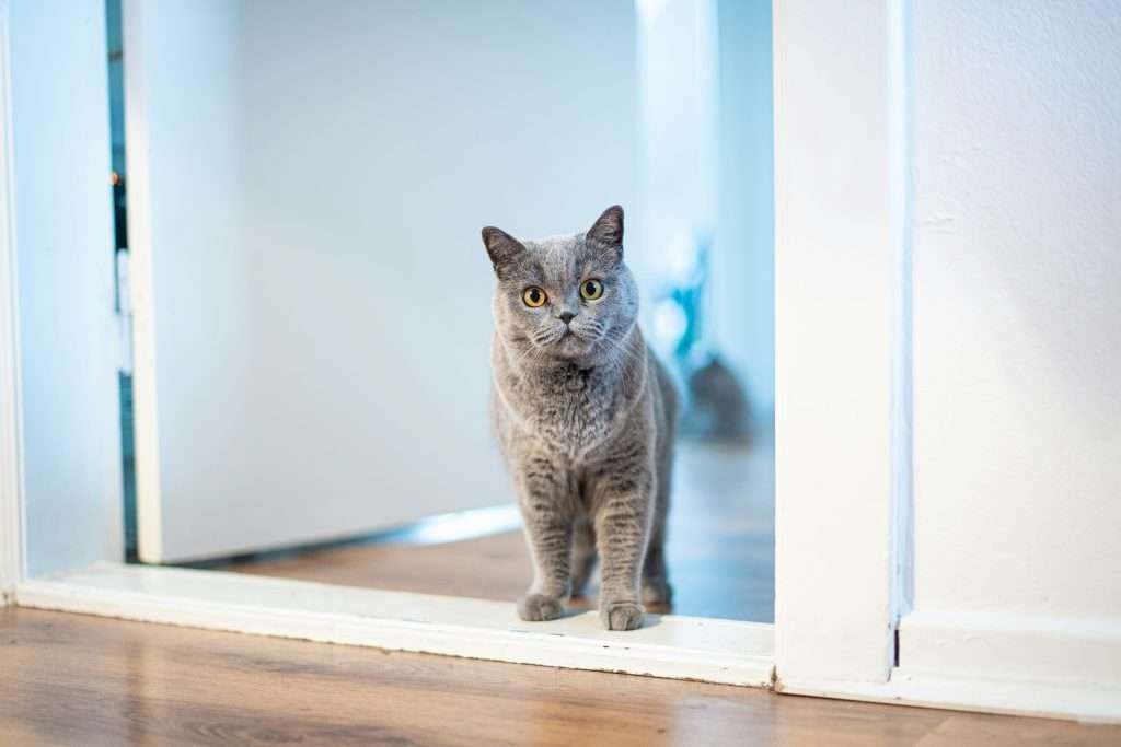 Gray British Shorthair cat with yellow eyes looking straight ahead at camera while standing in white doorway with light colored wood flooring and blurred background.
