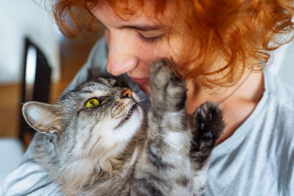 Closeup of silver tabby cat with medium length hair being held and looking up at red haired woman wearing light gray shirt and pawing at woman's cheek. Closeup of silver tabby cat with medium length hair being held and looking up at red haired woman wearing light gray shirt and pawing at woman's cheek.