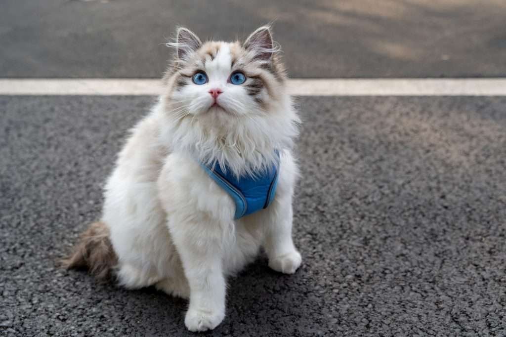 Ragdoll cat with blue eyes sitting outdoors while wearing a blue harness with a blurry black and white stripe background.