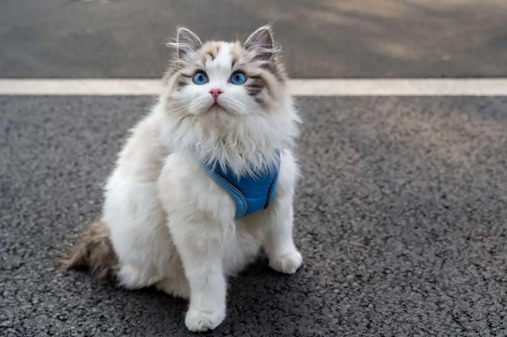 Ragdoll cat with blue eyes sitting outdoors while wearing a blue harness with a blurry black and white stripe background.