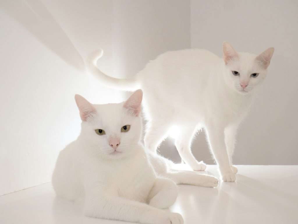 Two white cats each with yellow and blue colored eyes, pink nose and pink inside of ears on a white floor and with a white background.