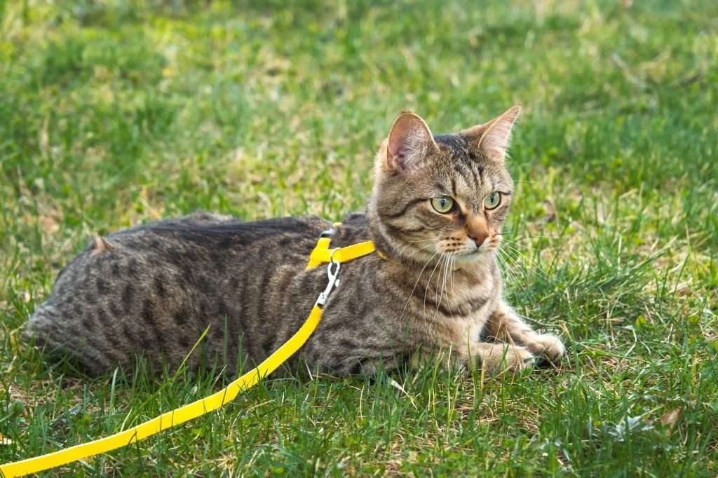 Walking a brown tabby cat with greenish/yellowish colored eyes on a yellow leash and harness while cat is laying in grass looking around.