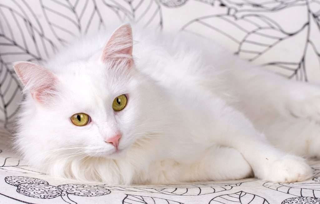 White cat breeds - Turkish Angora cat with yellow eyes and pink nose laying on white couch with a black outlined leaf pattern looking at camera.