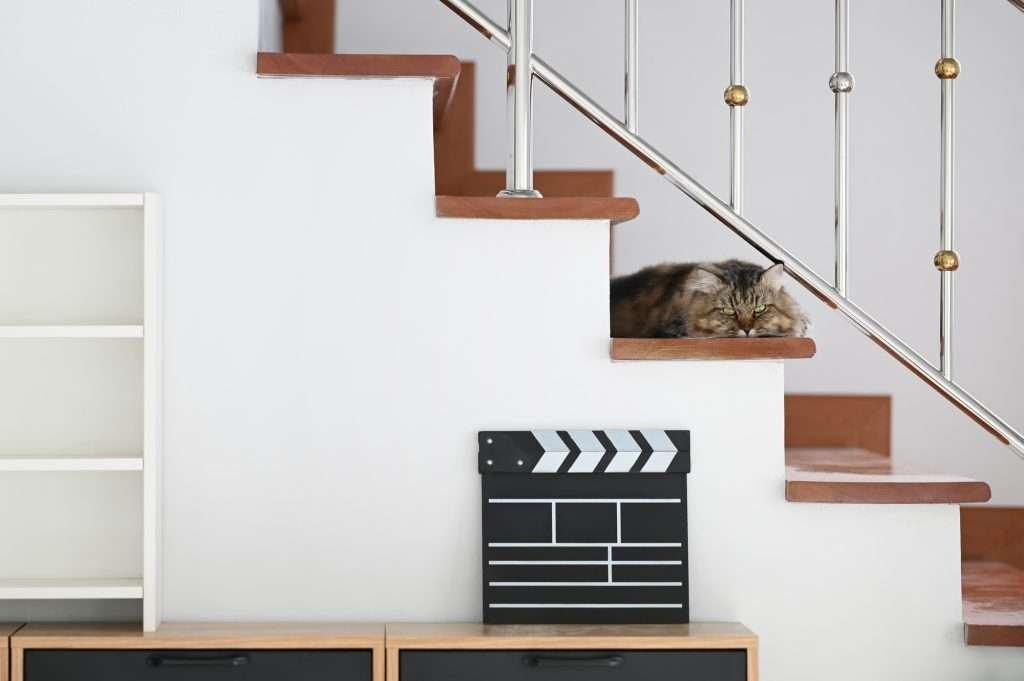 Brown tabby cat with yellow eyes laying on wooden staircase in home looking at camera with white wall in from below and white bookshelf to the right side and light wooden drawers below and Director's clapperboard in black and white. Background is white wall.