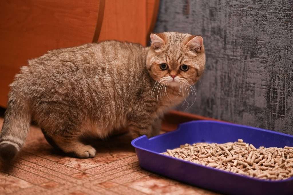 Senior light orangish/tannish striped cat next to a blue litter box with wood pellets for litter while standing crouched on floor by wall looking sad with long whiskers pointing down.