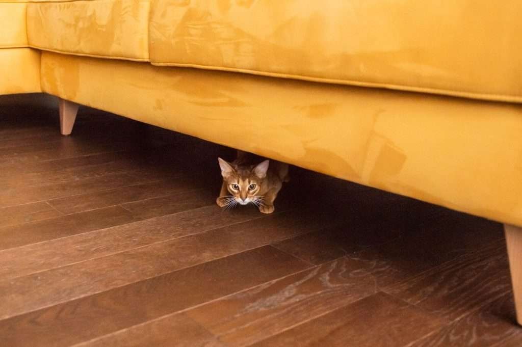 Cat personality types - An Abyssinian cat hiding under a yellow sofa laying on dark wood floor peeking out looking at camera with yellow eyes.