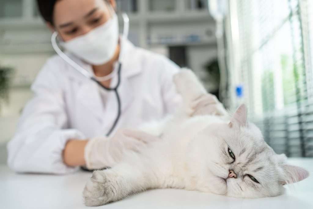 White cat laying on white table slightly looking at camera at vet clinic being examined by vet in white coat wearing a white face mask and stethoscope checking cat stomach for small intestine lymphoma cancer. Background has blurred window.