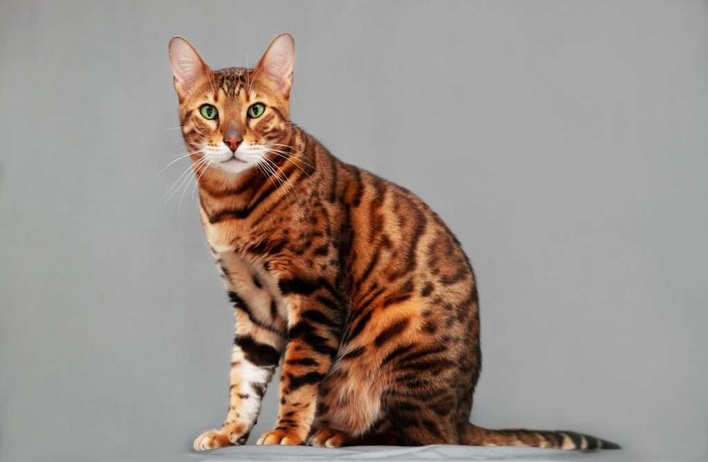 Bengal cat with green eyes sitting and looking at camera with gray background.