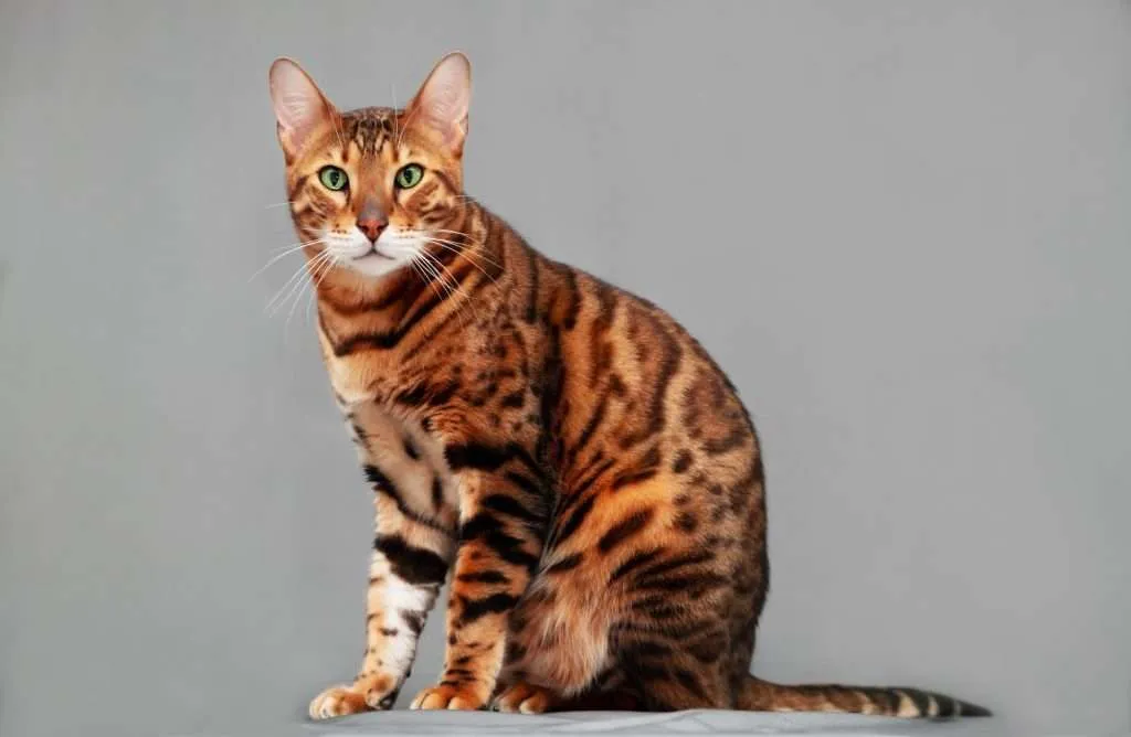 Bengal cat with green eyes sitting and looking at camera with gray background.