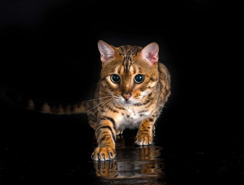 Bengal cat in hunting crawl with black background and reflection on the black floor.