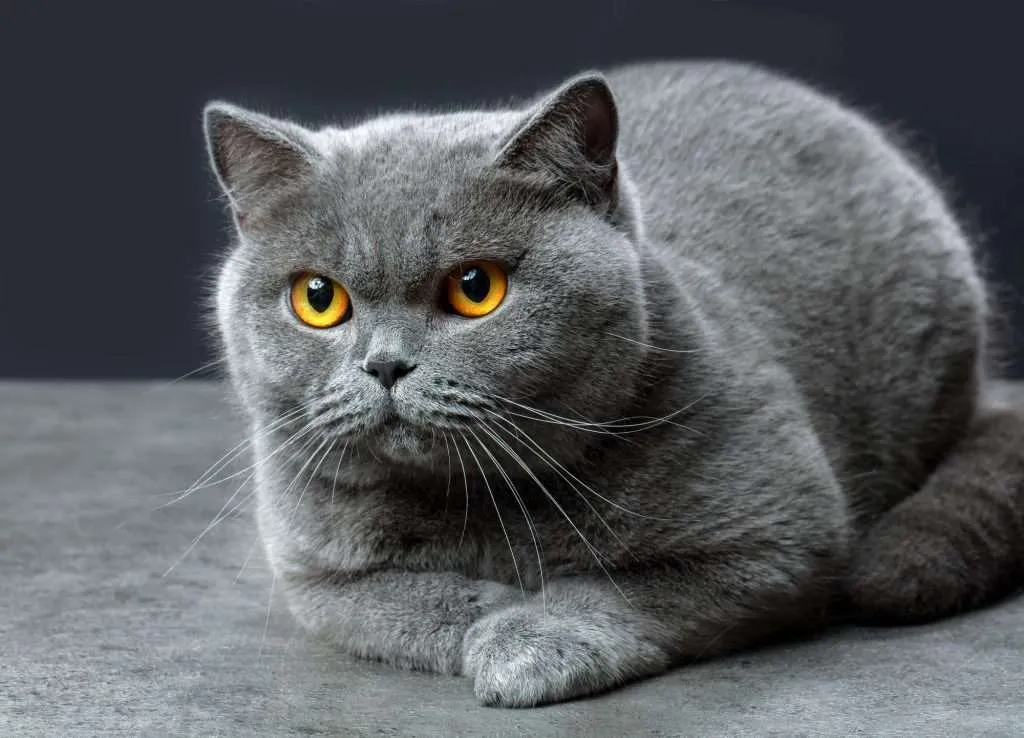 British shorthair gray cat with orange eyes looking to the side facing forward while lying on gray floor and black background.