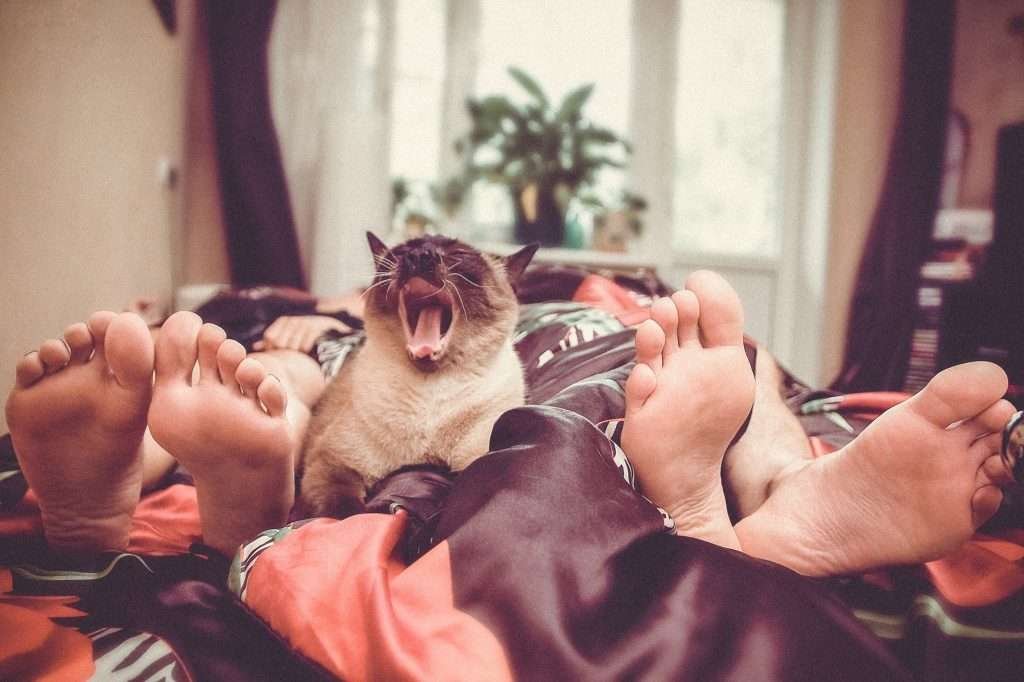Couple laying in bed with their feet facing the camera out from the brown satin sheets and Siamese cat in between yawning. Window with curtains and plant in window sill in background.