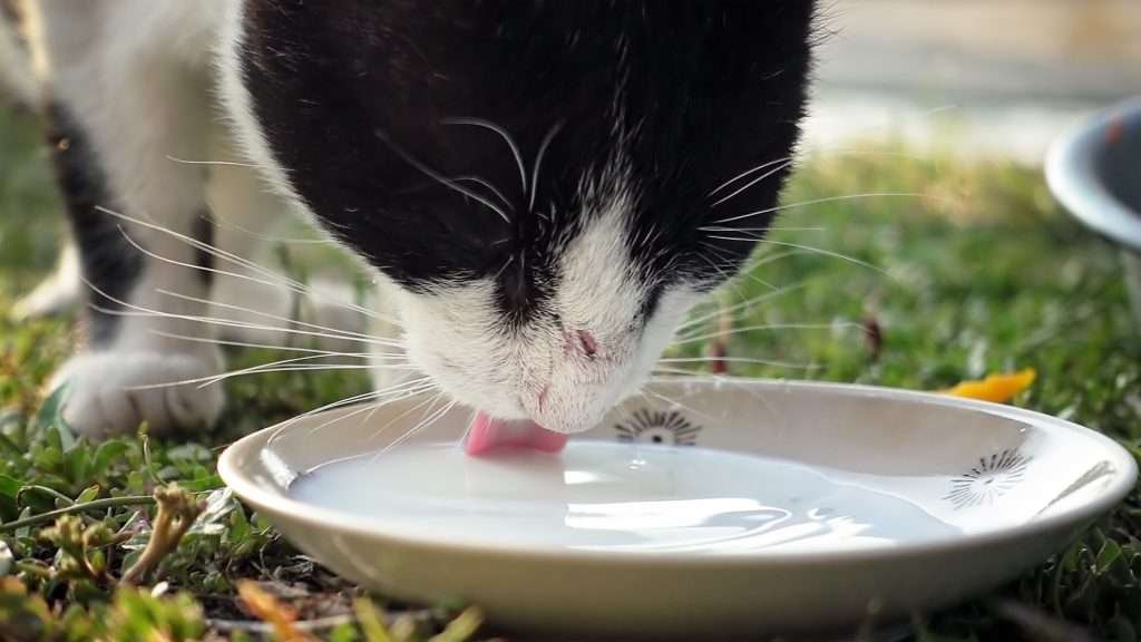 Black and white cat is drinking milk from white cat bowl laying in grass outside.
