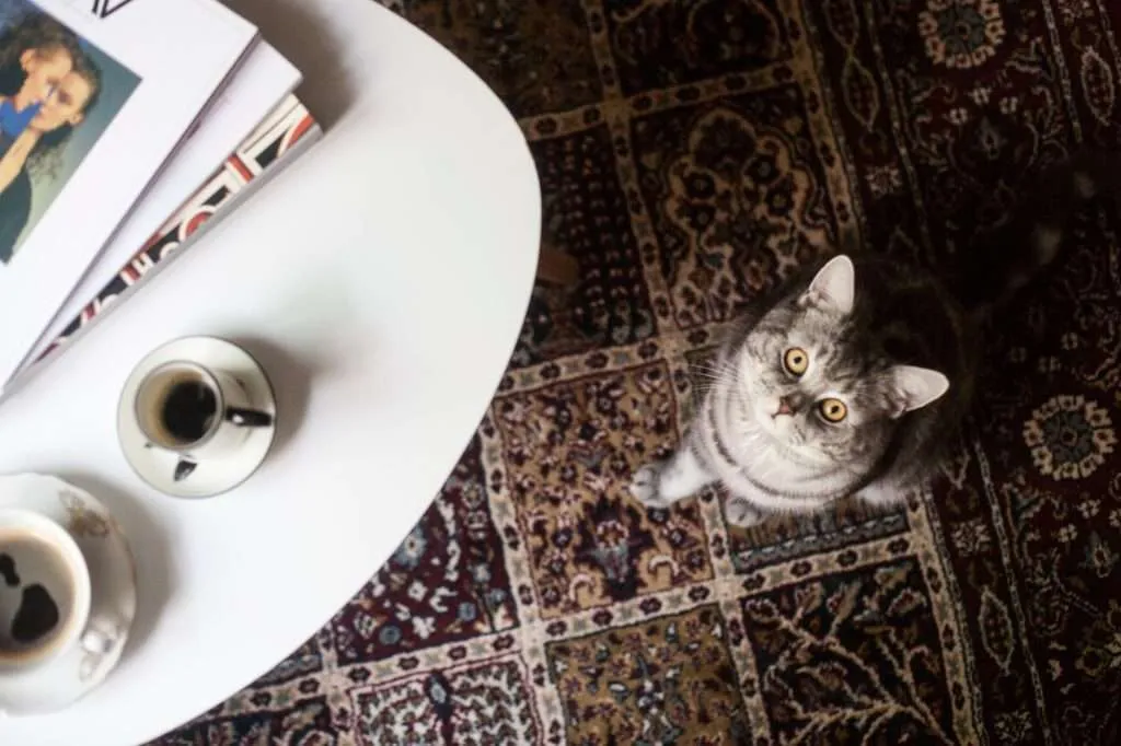 Silver tabby cat with yellow eyes looking at the camera while sitting on multi colored and patterned dark rug with white table to the left side with pictures on it and tea in tea cups and saucers.