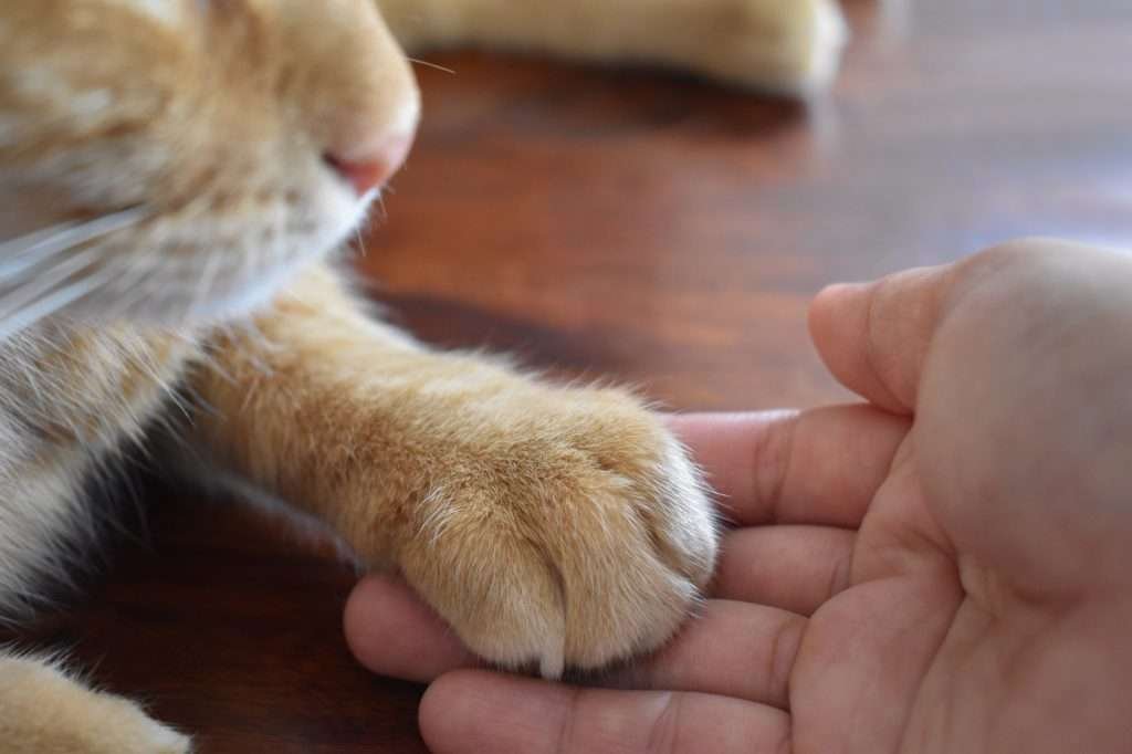 Orange tabby cat paw on person's hand while cat is only in one quarter of the picture and laying on a wood surface.