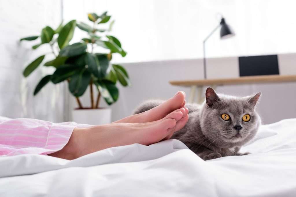 Woman's feet laying against gray and white on chest, British shorthair cat on bed at home with desk and plant in background.