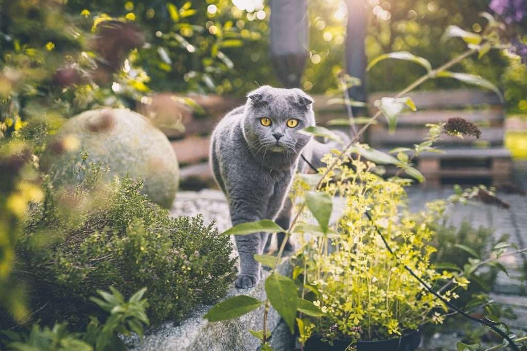 Curious Scottish fold cat checking out park and plants while looking at camera.