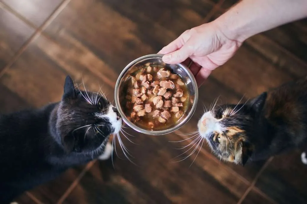 Two black, white and orange cats, standing on dark wood floor waiting patiently for their went food. Owner's arm and hand stretched out holding cat wet food in stainless steel bowl to feed cats.