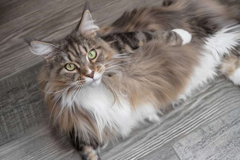 Cute light brown and white Maine Coon cat with green eyes looking at camera laying on its side on light wood colored floor looing up at camera with arm on it's side.