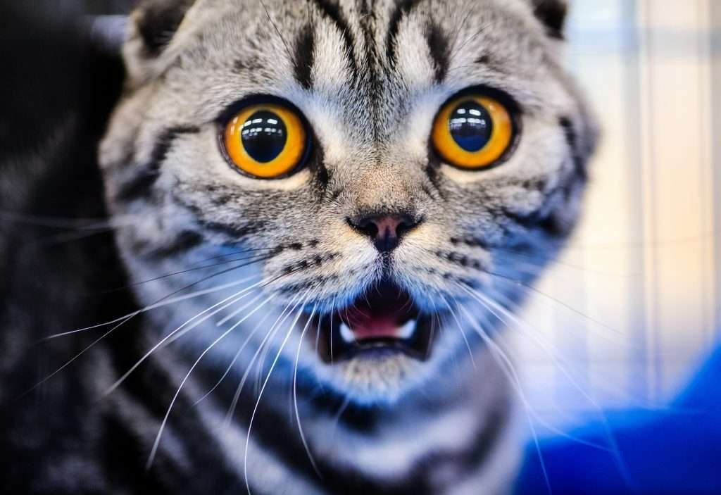 Funny silver tabby cat shocked with orange eyes and mouth open and blurred background.
