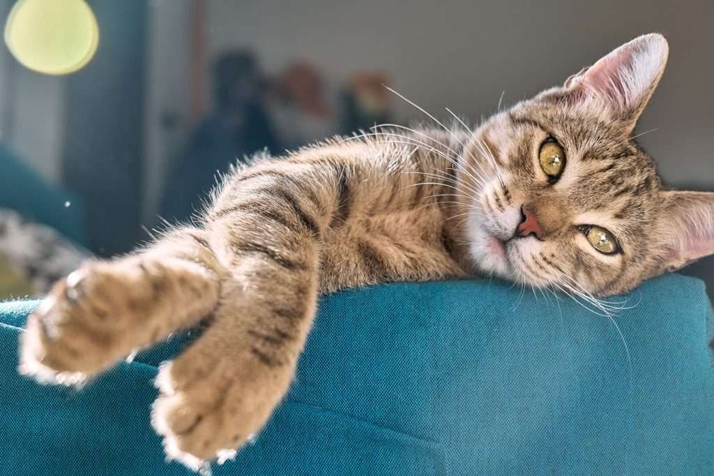 Cute brown tabby cat laying on blue sofa looking at camera with beautiful amber colored eyes.