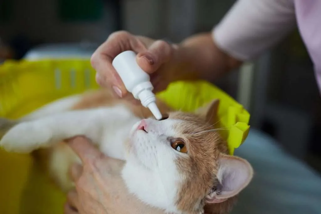 Glaucoma - Person putting eye drops in orange and white cat's orange eyes while cat is laying down on table with yellow basket in background.
